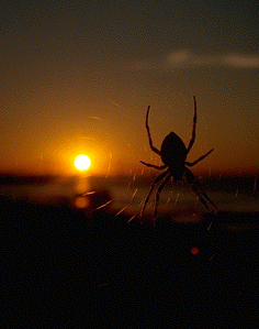 Harvest Spider